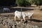 Animals. Equus asinus var. albina, Asinara white donkey. 