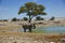 Animals in Etosha National Park at the waterhole