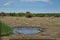 Animals in Etosha National Park at the waterhole