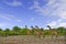 Animals in Etosha National Park at the waterhole