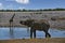 Animals in Etosha National Park at the waterhole