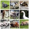 Animals farm collage
