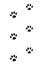 Animals feet track. Tiger black paw, walking feet silhouette or footprints. Trace step imprints isolated on white