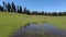 Animals on the Field Of Kashmir with Trees Framed on the lining of a Hill