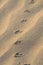 Animals footprints on rippled sand