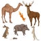 Animals of forest, desert and steppe zones.