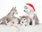 Animals. Four  puppies Husky white isolated, Christmas hat