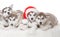 Animals. Four  puppies Husky white isolated, Christmas hat