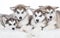 Animals. Four puppy Husky white isolated!