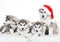 Animals. Four puppy Husky white isolated, Christmas hat!