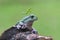 animals, frog, amphibians, animal, animales, animalwildlife, crocodile, dumpy, dumpyfrog, face, frog, green, macro, mammals, butte