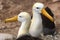 Animals on Galapagos - Galapagos Albratross aka Waved albatrosses