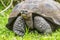 Animals - Galapagos Giant Tortoise on Santa Cruz Island in Galapagos Islands