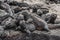 Animals. Galapagos Marine Iguana - Iguanas warming in the sun, Fernandina Island