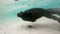 Animals on Galapagos - Marine Iguana swimming underwater on Santa Cruz Island