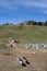 Animals gathering on a hill in safari park