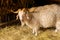 Animals goats eating in the farm. Domestic farm chews. Agriculture and ecology dairy . Full udder with milk, food for