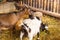 Animals goats eating in the farm. Domestic farm chews. Agriculture and ecology dairy . Full udder with milk, food for