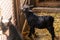 Animals goats eating in the farm. Domestic farm chews. Agriculture and ecology dairy . Full udder with milk, food for