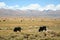 animals grazing in field with Tibet mountain range in background