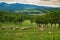 Animals grazing scenery