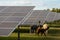 Animals grazing between solar panels, generation of renewable photovoltaic energy combined with agriculture