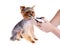 Animals. Grooming Yorkshire Terrier