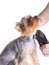 Animals. Grooming Yorkshire Terrier