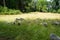 Animals Gute sheep, Ovis aries, graze in a meadow in Park Sanssouci. Potsdam, Germany