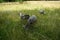 Animals Gute sheep, Ovis aries, graze in a meadow in Park Sanssouci. Potsdam, Germany