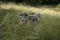 Animals Gute sheep, Ovis aries, graze in a meadow in Park Sanssouci. Potsdam, Germany