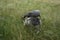 Animals Gute sheep, Ovis aries, graze in a meadow in Park Sanssouci. Potsdam, Germany