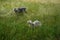 Animals Gute sheep, Ovis aries, graze in a meadow in Park Sanssouci. Potsdam, Germany