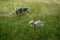 Animals Gute sheep, Ovis aries, graze in a meadow in Park Sanssouci. Potsdam, Germany