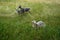 Animals Gute sheep, Ovis aries, graze in a meadow in Park Sanssouci. Potsdam, Germany