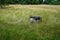 Animals Gute sheep, Ovis aries, graze in a meadow in Park Sanssouci. Potsdam, Germany