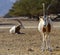 Animals in Hai Bar nature reserve, Israel