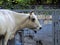 Animals on a home farm at a zoo with wildlife animals