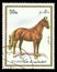 Animals, Horse, Equus ferus caballus