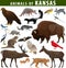 Animals of Kansas: eagle, fox, rabbit, deer, bison, meadowlark, flycatcher, skunk, bat, racoon, bobcat, beaver, squirrel, opossum,
