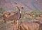Animals in the Karoo