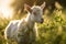 Animals landscape cute goat rural farming grass