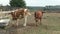 Animals on a large cattle ranch