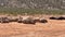 Animals laying on sand soil, nowhere to hide before burning sun. Rhinos and water buffalos in wildlife. Safari park