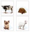 Animals living at home, cat, goat, turtle, cow