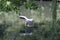 Animals living in the zoo.The reflection of the Pelican in the water