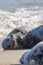 Animals in love. Cute seal couple embracing on the beach