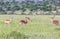 Animals in Maasai Mara, Kenya