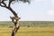 Animals in Maasai Mara, Kenya