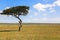 Animals in Maasai Mara, Kenya